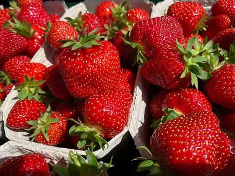 Erbeeren2.jpg