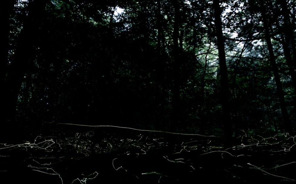several blue ghost fireflies glow in pisgah national forest