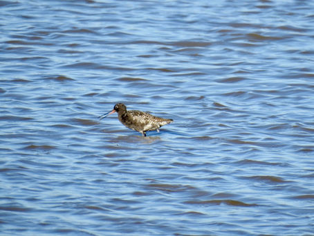 Birders Twitter - S2E18