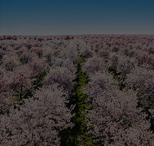 magnific_2911926200_edited_edited.jpg