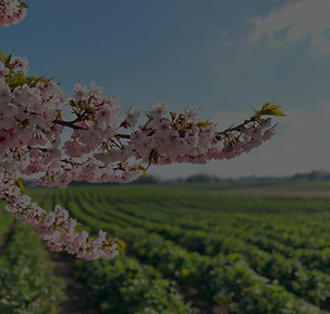 magnific_closeup-of-a-cherry-tree-_29092