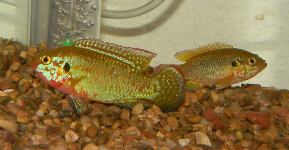 Thumbnail: Assorted African Jewel