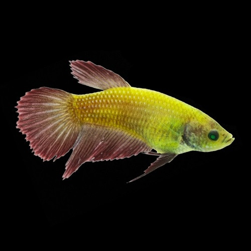 BETTA ELECTRIC GREEN FEMALE Smartfishaquarium