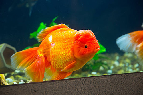 RANCHU: Red | Smartfishaquarium