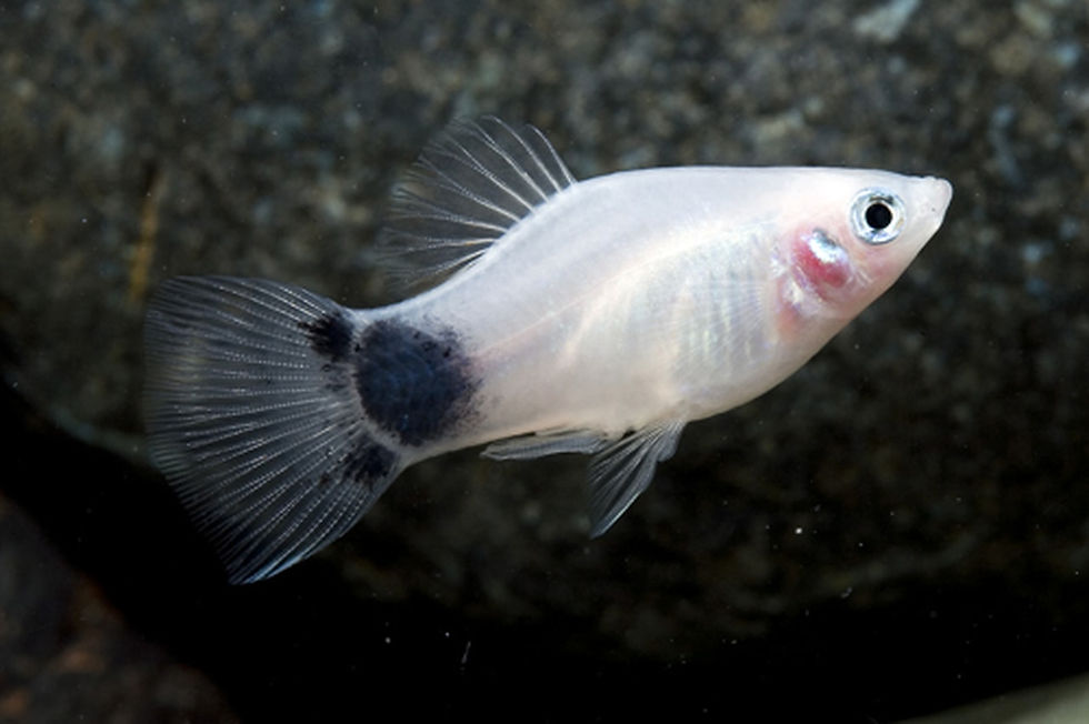 Thumbnail: Assorted Mickey Mouse Platy