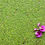 Thumbnail: FLOAT: Duckweed (SOLD BY 1oz)