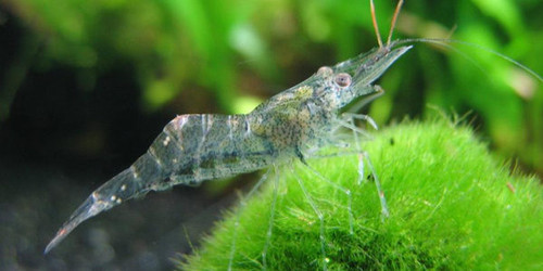 Ghost Shrimp Gkhappyfarm