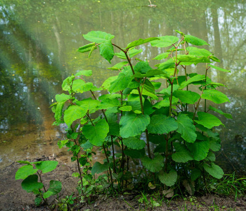 Japanese Knotweed Smartfishaquarium japanese-knotweed-smartfishaquarium