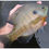 Thumbnail: *SALE* Bluegill 1-3"