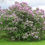 Thumbnail: early broadleaf lilac