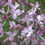 Thumbnail: early broadleaf lilac flower
