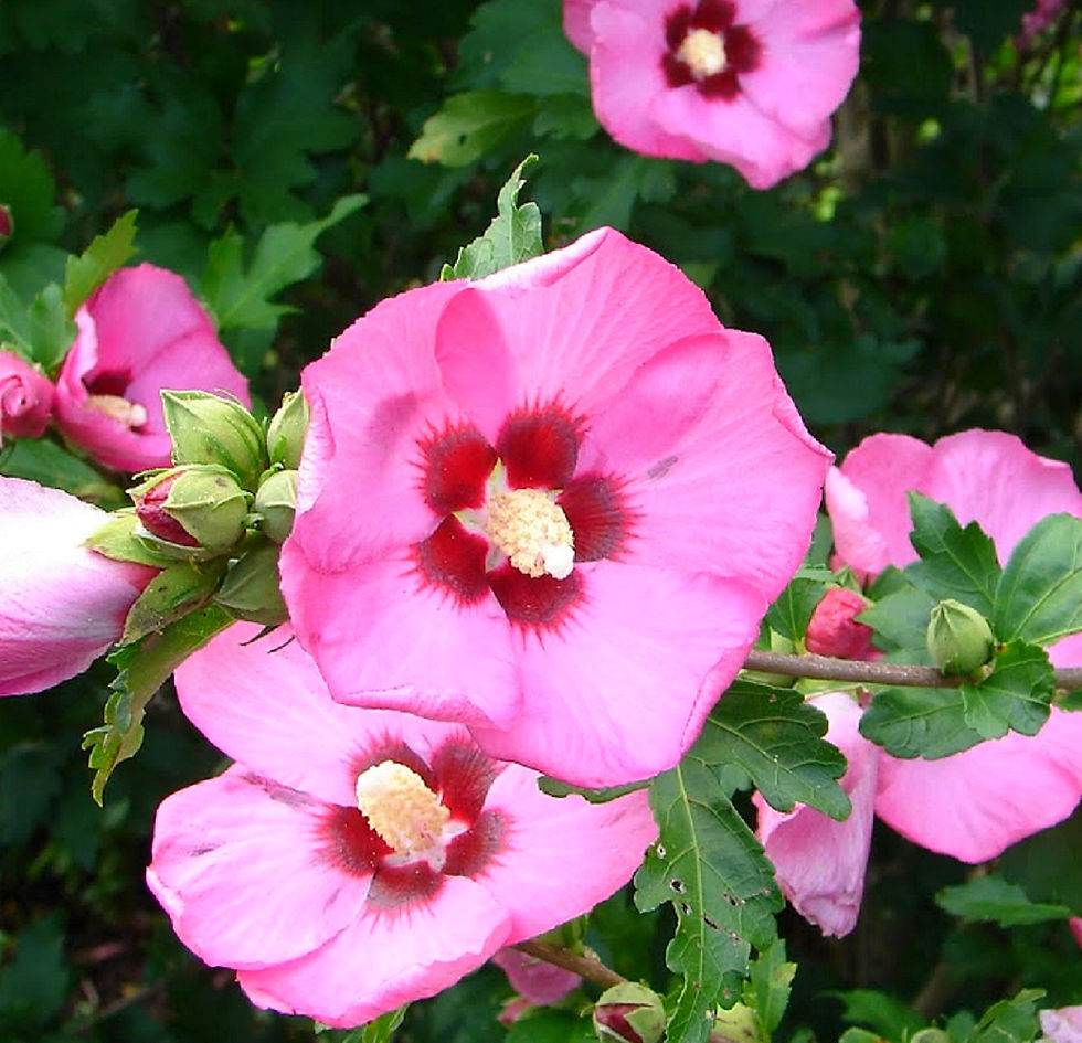rose of sharon flowers