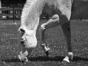 gray horse grazing while bending its knee joint