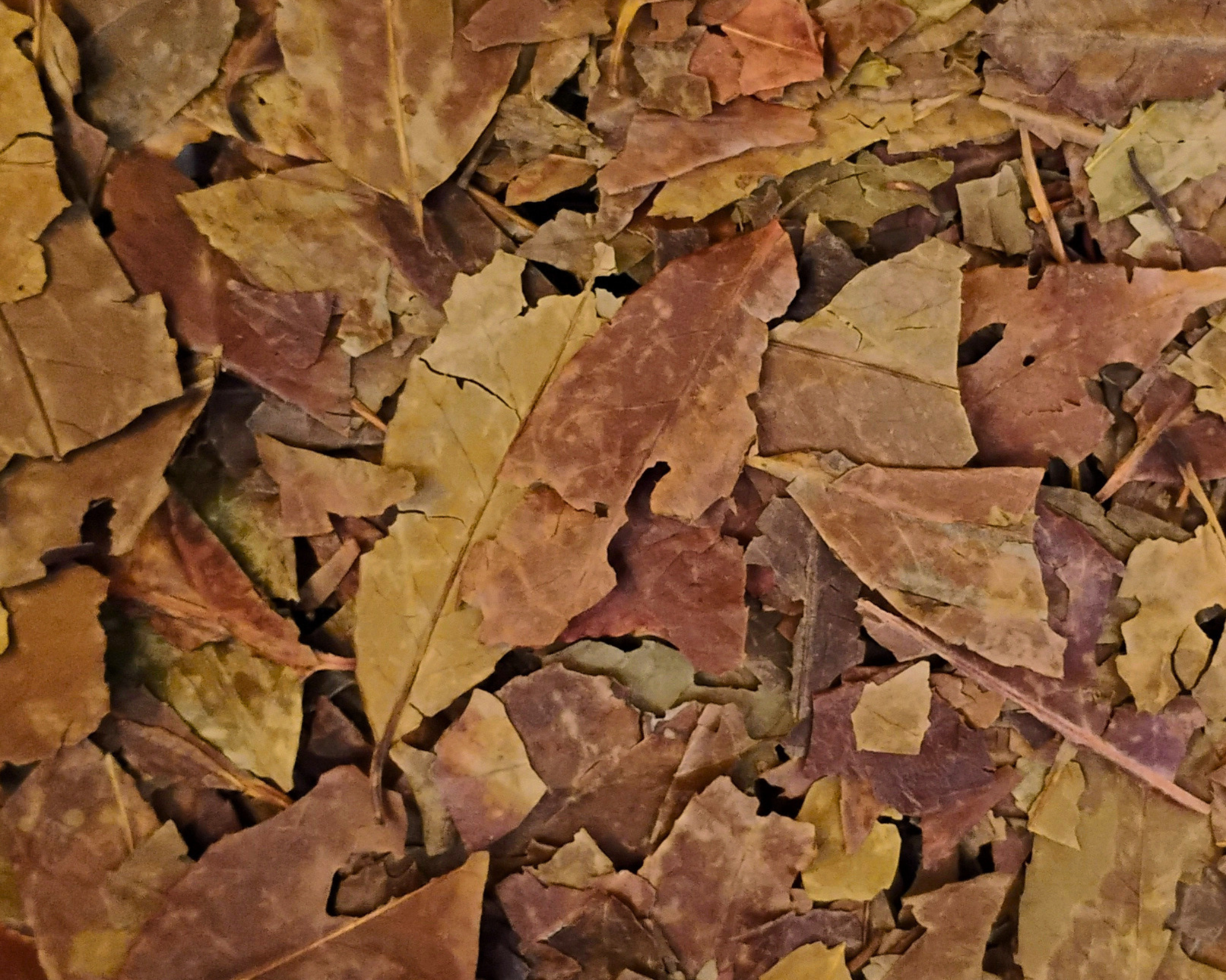 organic dried wintergreen leaf