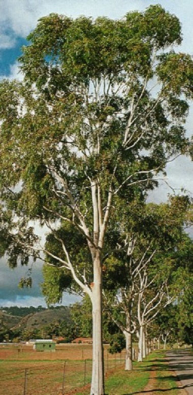 Thumbnail: lemon eucalyptus tree