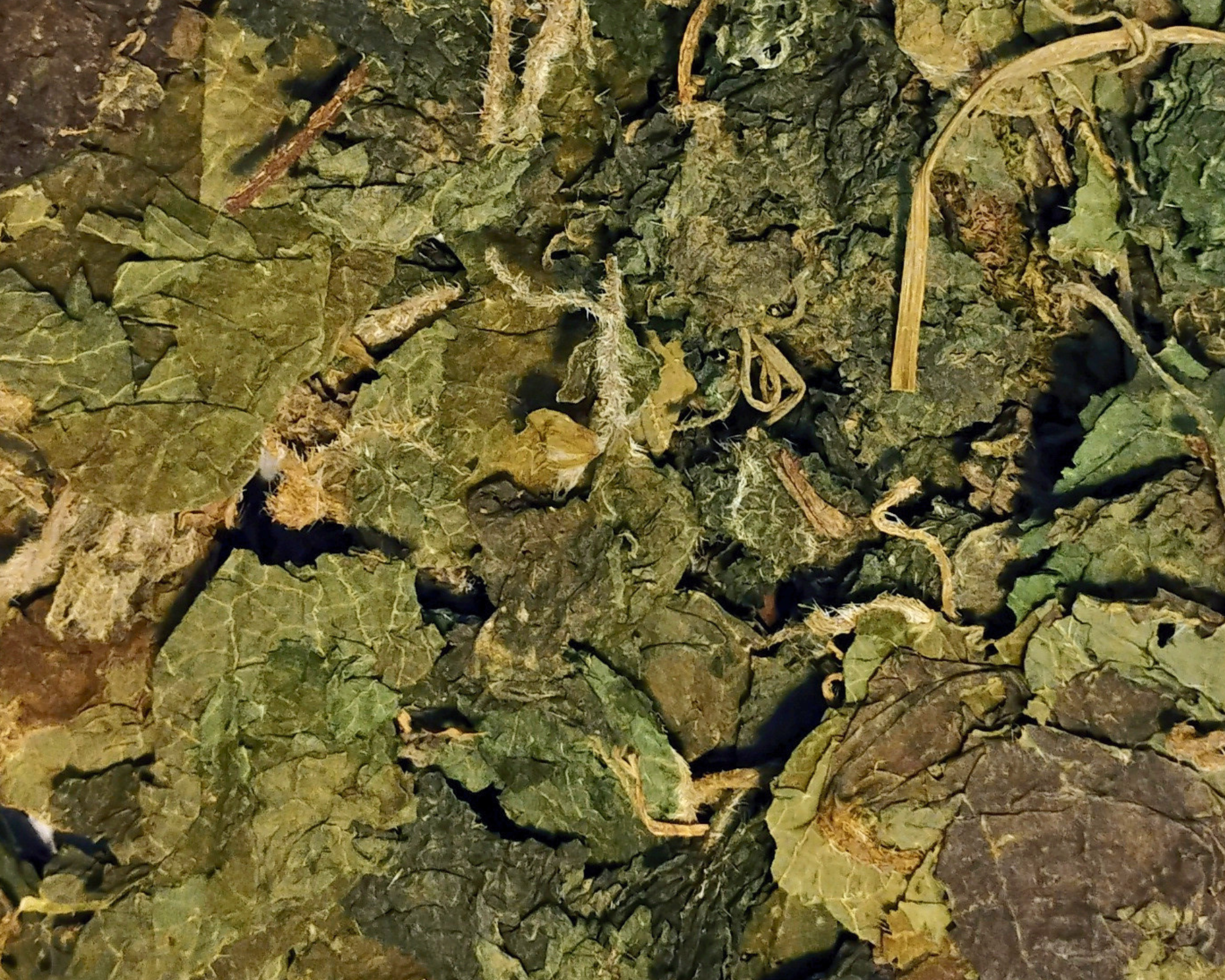 organic stinging nettle leaf