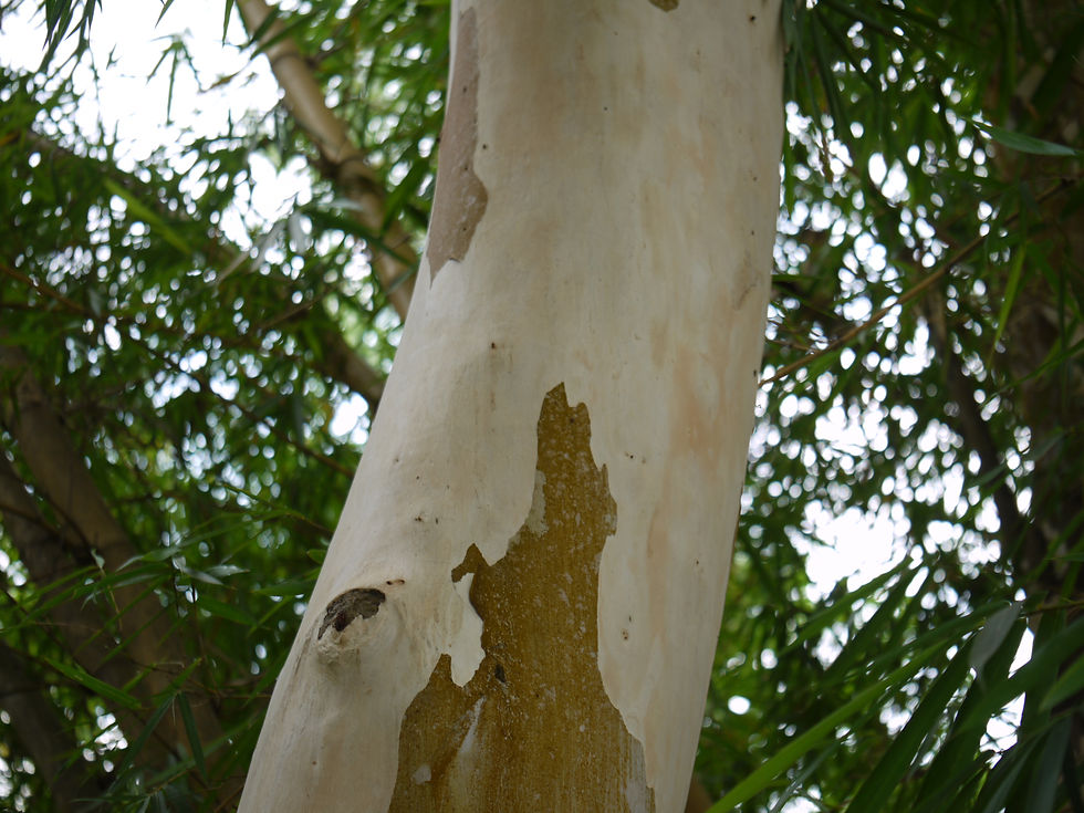 Thumbnail: lemon eucalyptus tree