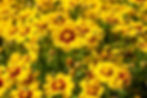 lanceleaf tickseed