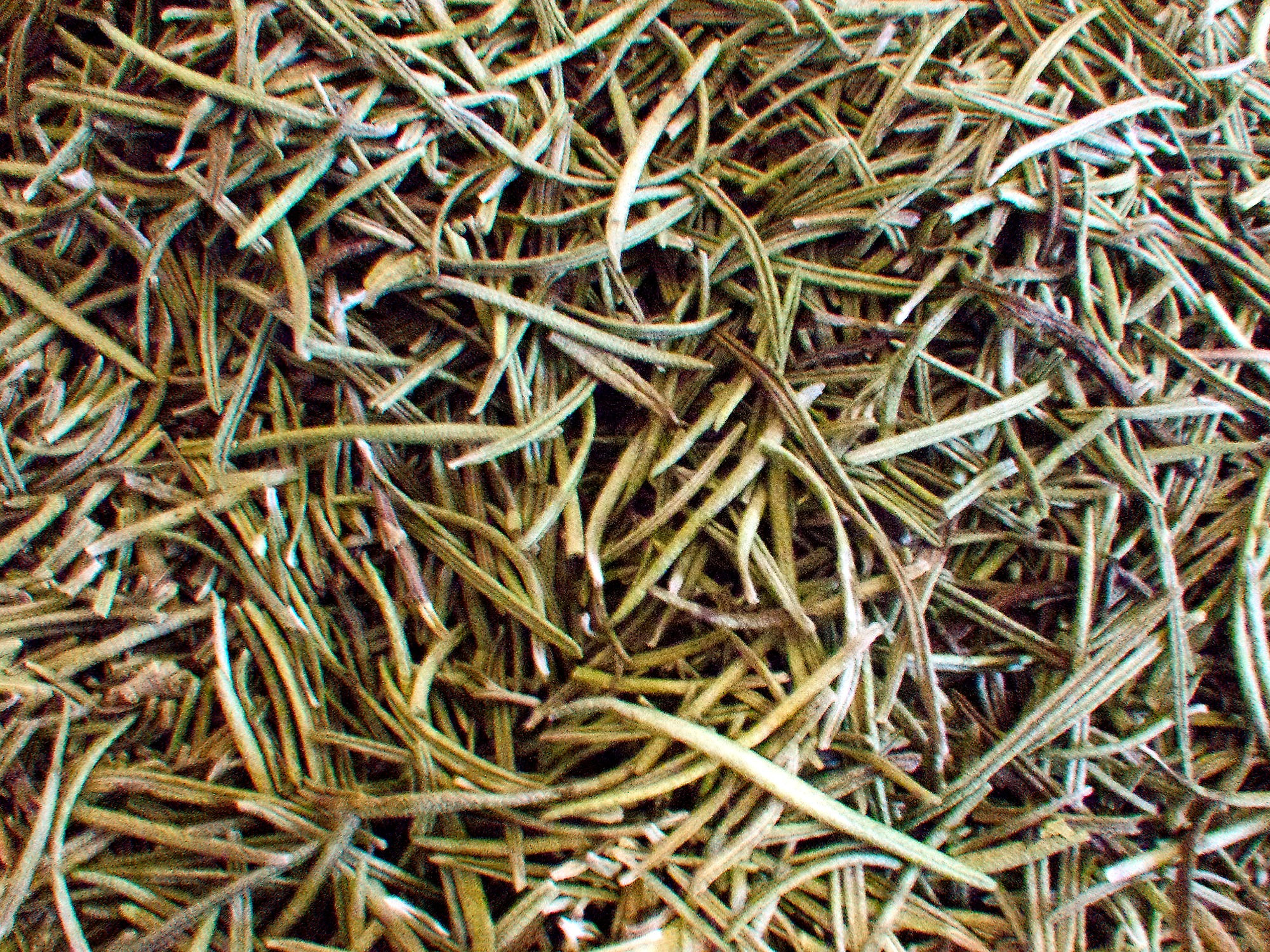 organic dried rosemary leaf