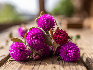 purple globe amaranth flowers