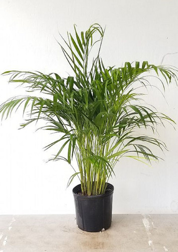 Areca Butterfly Palm Seeds - Dypsis Lutescens | Trifecta Botanicals