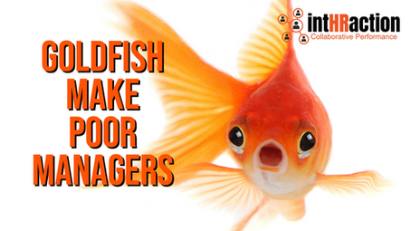 GOLDFISH MANAGERS
