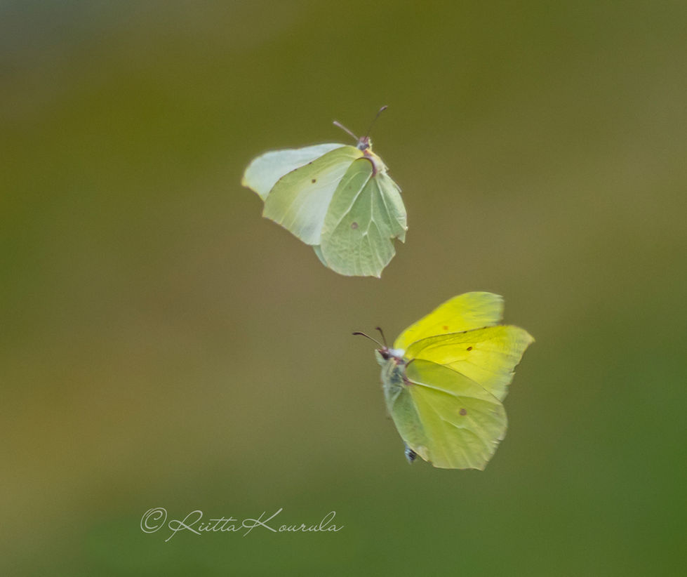 Luontokuvaus/Hyönteiset