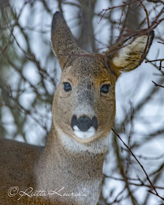 Luontokuvaus/Metsän eläimet