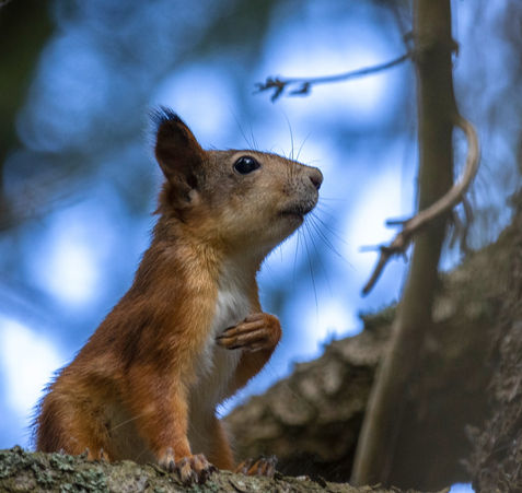 Luontokuvaus/Metsän eläimet