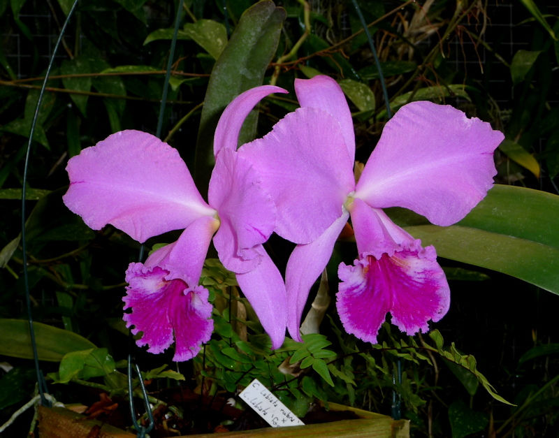 Cattleya labiata var. rubra x var. semi alba