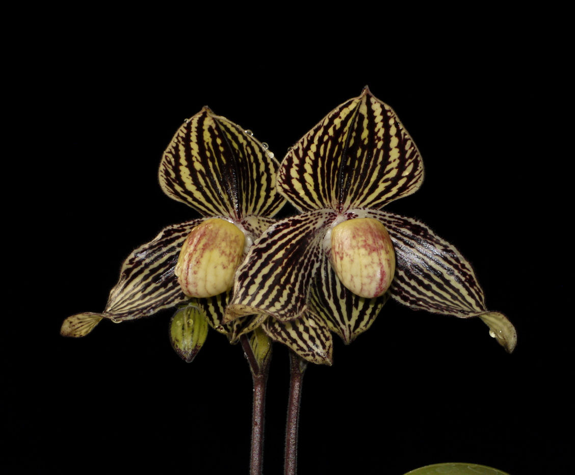 Paphiopedilum Daisy Barclay (P. leucochilum x P. rotschildianum)