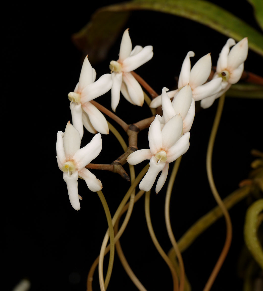 Aerangis verdickii