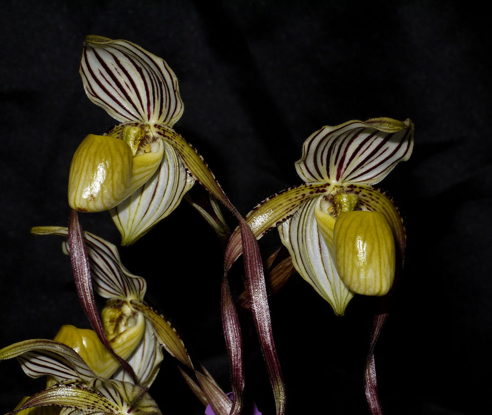 Miniature : Paphiopedilum philippinense