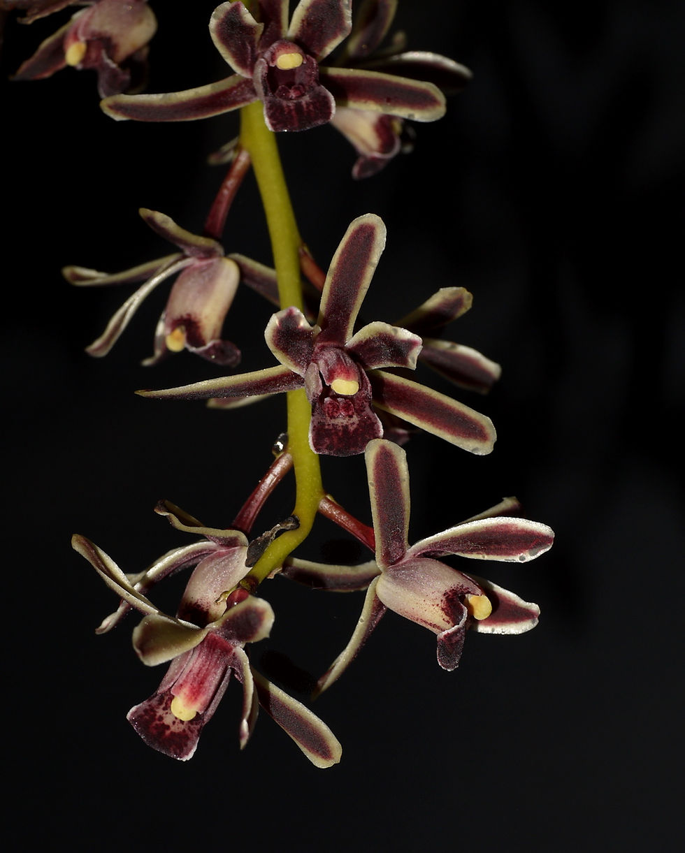Cymbidium bicolor