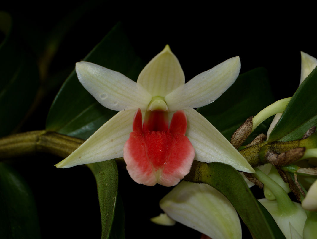 Dendrobium Jairak Green Frost