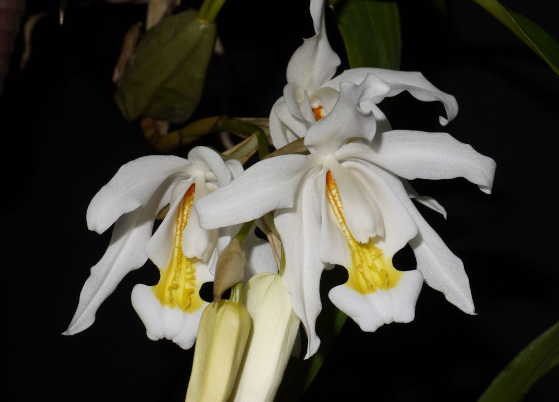 Coelogyne cristata
