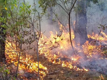 Bomberos de Honduras reportan más de 300 incendios en zacateras previo a verano