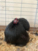 2022 Black Cochin