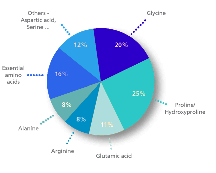 gelatin amino acids