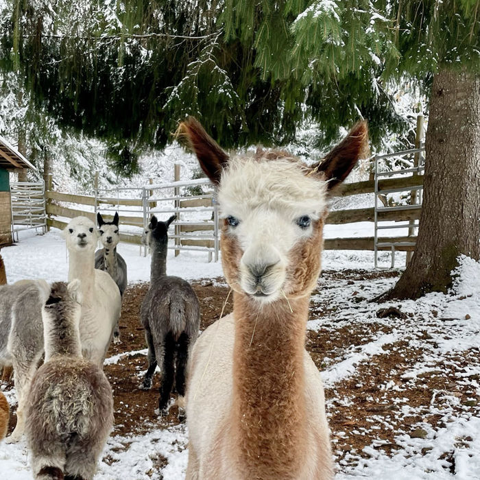 CAH Willow, Tochter von CAH Neo, Rose Grey Harlekin Appaloosa Alpakastute, im ersten Schnee bei Blackforest Alpacas in Höchenschwand im Südschwarzwald.