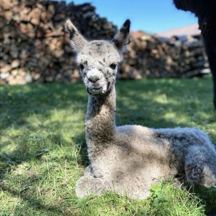 BA Tornado Harlekin Appaloosa als Cria im grünen Gras.