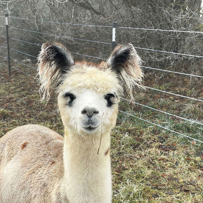 EL Freestyle Light Rose Grey Alpaka Zuchthengst im Winter vor gefrorenen Bäumen mit Reif an den Puschelohren von Blackforest Alpacas in Höchenschwand im Südschwarzwald.