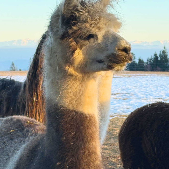 Blue Moon Joker Leopard Appaloosa Zuchthengst mit Abstammung von NZ Summerhill Hermes und NZ Summerhill Prince auf winterlicher Weide von Blackforest Alpacas in Höchenschwand im Südschwarzwald.