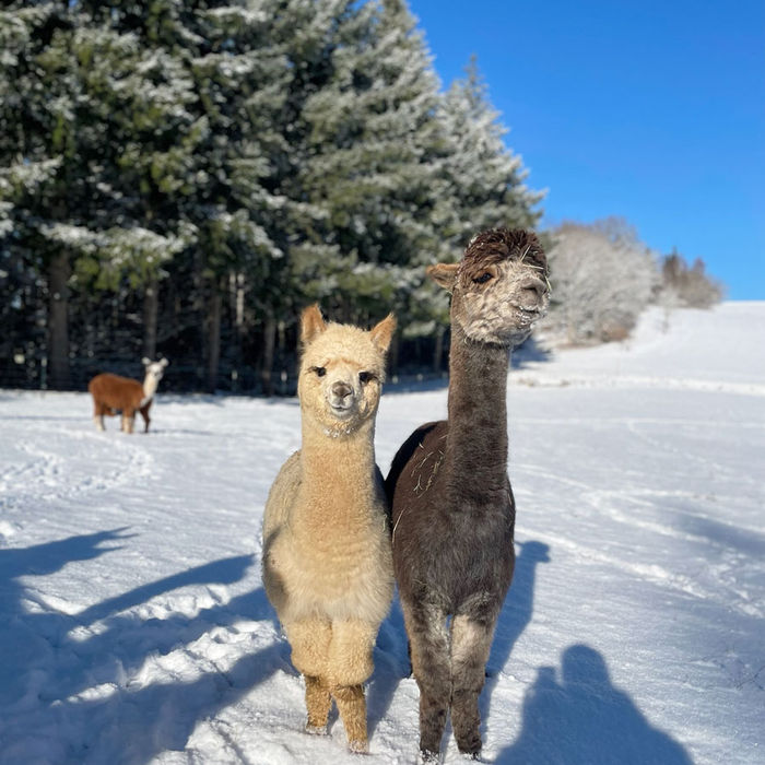 AFRM Lima und Commanchen's Grey Beauty auf winterlicher Weide von Blackforest Alpacas in Höchenschwand im Südschwarzwald.