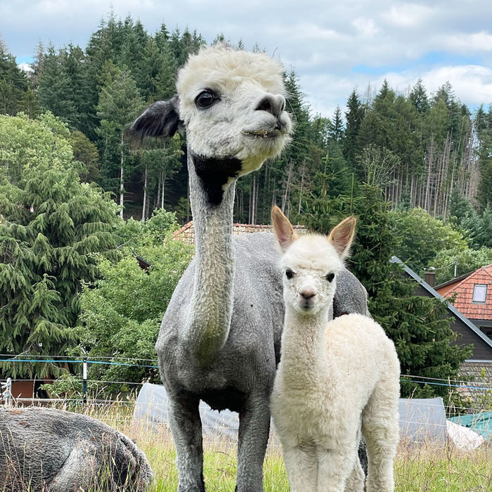 EL peruv. Havalina mit ihrem Cria HLH Marcella auf der Weide von Blackforest Alpacas in Höchenschwand im Südschwarzwald.