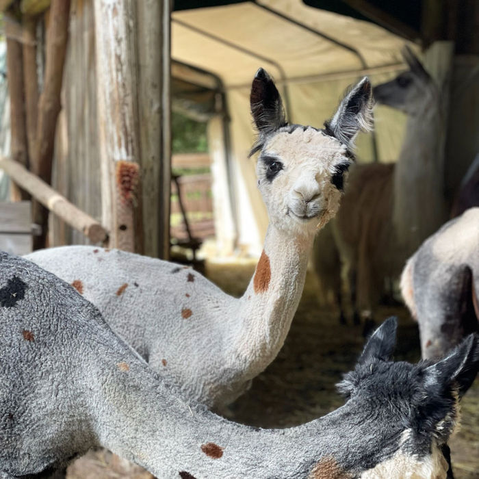 HLH Aurelia mit Mutter AvS Elfe im Stutenunterstand zeigen ihre Spots auf Medium Silver Grey Fellfarbe von Blackforest Alpacas in Höchenschwand im Südschwarzwald.
