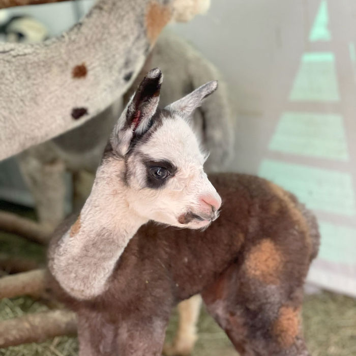 HLH Aurelia als neugeborenes Cria von Blackforest Alpacas in Höchenschwand im Südschwarzwald.