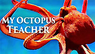 'My Octopus Teacher': A Deeply Touching Documentary About an Incredible Undersea Friendship