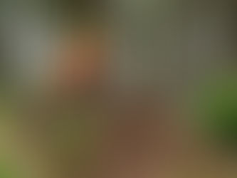 Why Forestry Mulching is the Smartest Land Clearing Method (Land Clearing Near Me)