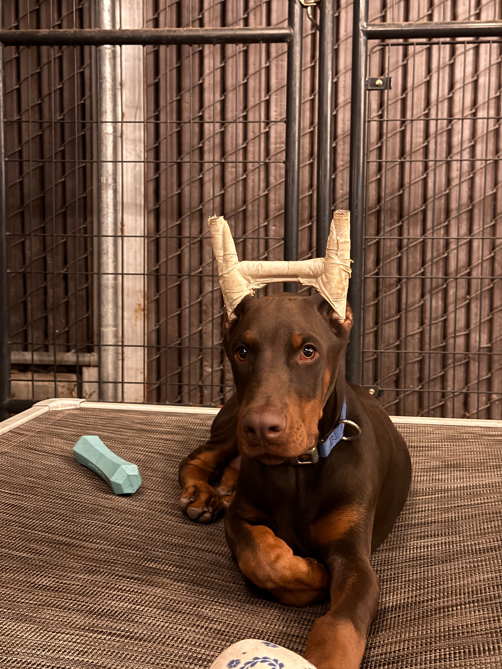 Thumbnail: 30-DAY EAR POST KIT 2-6 MONTHS PUPPIES